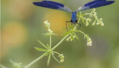 Aktuelles aus 
Naturpark & Verein